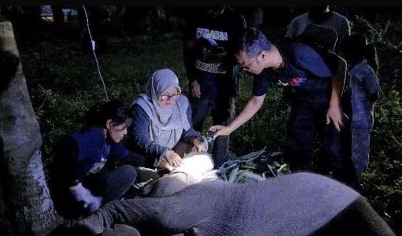 Kematian Gajah Laila Diteliti di Laboratorium Bogor, BBKSDA Riau Pastikan Akibat Infeksi Virus