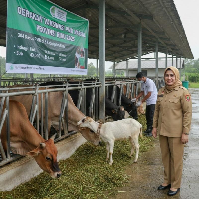 Mulai Mencemaskan, 304 Kasus Penyakit Mulut dan Kuku Ditemukan di Riau