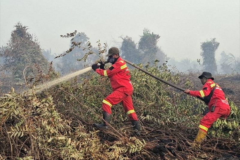 Karhutla Riau Tembus 1.041 Ha di Awal 2026, Pelalawan Jadi Wilayah Terluas