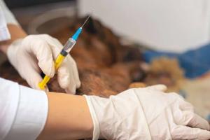 Dinas Peternakan dan Kesehatan Hewan Riau Gelar Rabies Gratis