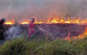 Memasuki Musim Panas, Lima Daerah di Riau Dilanda Kebakaran Hutan dan Lahan